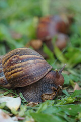 A large snail on the grass.