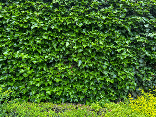 Vibrant Green Ivy Wall with Lush Foliage