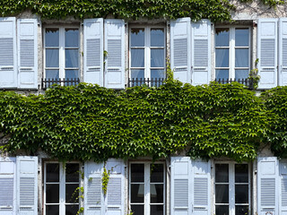 Old building facade with green ivy and light blue shutters