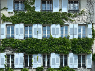 Old building facade with green ivy and light blue shutters