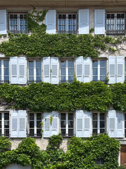 Old building facade with green ivy and light blue shutters