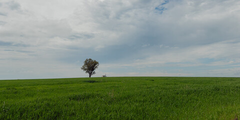 Solitary Tree in Green Field Under Cloudy Sky