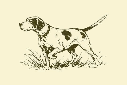 Hunting dog pointing vintage sketch vector illustration