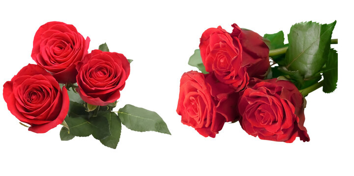 bunc of red roses  with leaves isolated