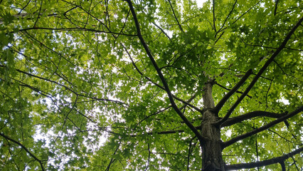 Lush green tree canopy in a forest viewed from below on a sunny day