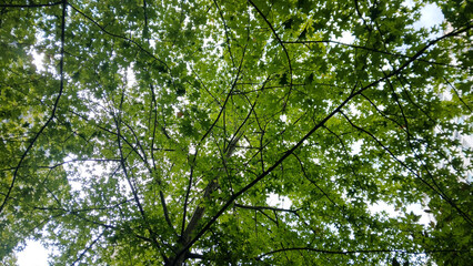 Obraz premium Lush green tree canopy in a forest viewed from below on a sunny day