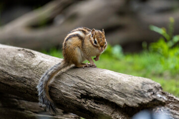 縞栗鼠（シマリス）/ chipmunk 03