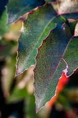 Macro close-up of mahonia leaves showing detailed texture and natural structure. Botanical nature background suitable for design, decoration, and environmental concepts.