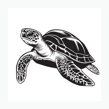 turtle on a white