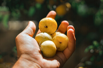Hand Holding Fresh Yellow Plums in Natural Light