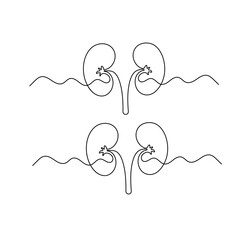 Human kidney, continuous one-line drawing, minimalist medical outline vector illustration
