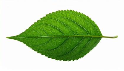 Obraz premium Single Green Leaf with Serrated Edges and Prominent Veins on White Background for Botanical Study