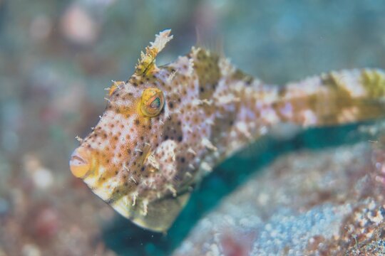 Bristle-tail Filefish in the Lembeh Strait, Sulawesi, Indonesia