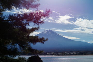 Fuji mountain isolated on the blue sky with defocused banches of pine tree in foreground
