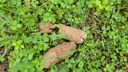 Fototapeta premium Dog Excrement Feces Poop on Green Grass