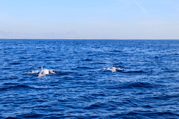 Fototapeta premium Beautiful Risso's dolphin (Grampus griseus) in the Atlantic ocean near Fuerteventura, Canary islands, Spain