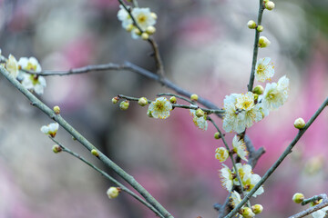 早春の光の中で咲き誇る白梅の花と鮮やかなピンク色の背景ボケ