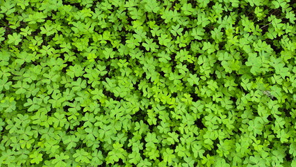 Obraz premium Oxalis corniculata is a weed typically seen in disturbed ground, blooming from early spring to late summer.