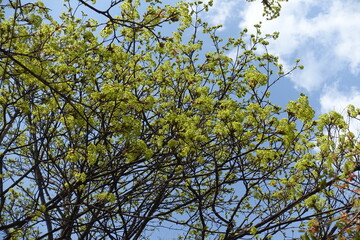 Obraz premium Sky and branches of blossoming Acer platanoides tree in April