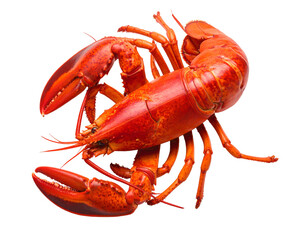 Vivid red cooked lobster curled in circular pose on black