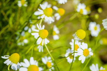 Close up of chamomile (Matricaria chamomilla) in a garden with shallow depth of field and soft bokeh. Medicinal herb for herbal tea natural remedies and wellness.