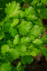 Close up of fresh coriander growing in a garden bed. Vibrant green leaves in natural light, herb cultivation and organic gardening concept for cooking and healthy lifestyle.