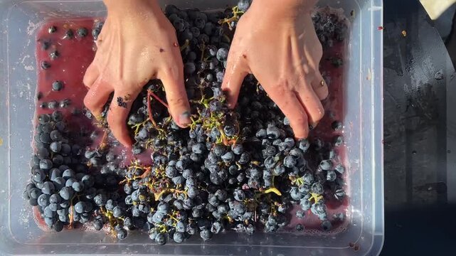 Top-view shot of female hands gently crushing red grapes and releasing fresh juice. Natural winemaking process captured in detail.