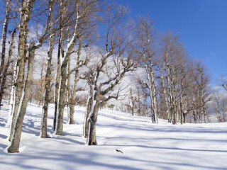 Fototapeta premium Snow and winter for the Arabs, snowfall in Jijel state, Algeria, the Maghreb, snow in the Arab countries of North Africa, snow in the mountains, trees, forest, sky and clouds, Winter and snow Africa.