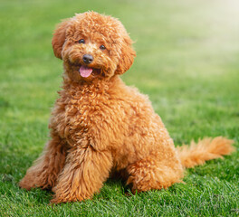 A small red curly dog ​​sits on a green lawn during a walk in the summer