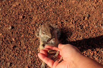 Human hand feeding the Barbary ground squirrel (Atlantoxerus getulus) in the mountains of Fuerteventura, Canary Islands, Spain