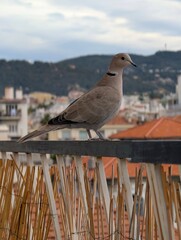 Tourterelle turque perchée sur un balcon urbain