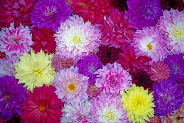 Aerial view of colorful blossom flowers.