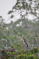 PaintedStork juvenile 
