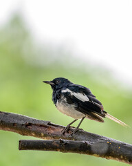 blackbird on a branch