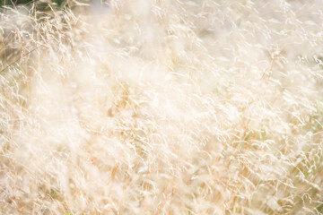 background of tall, abundantly growing light forest grass, abstract