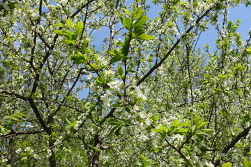 Plenty of white flowers on branches of blossoming cherry tree in May