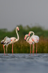 Flamingos in the lake 