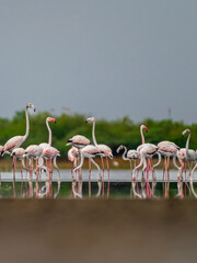 Flamingos in the lake 