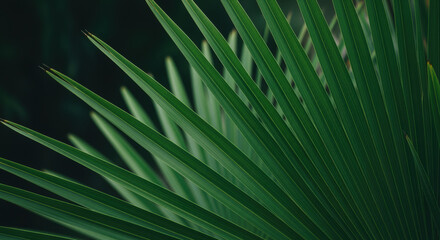 Fototapeta premium Green tropical palm leaf fan with dramatic diagonal lines and dark blurred background creating a minimal natural abstract pattern