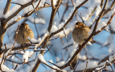 Two birds are sitting on a tree branch covered in snow