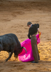 Teenager vesrus bull at bullfighting scene in Salamanca city, Spain