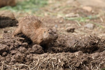 巣穴を補修する泥だらけのプレーリードッグ