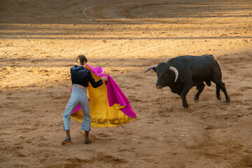 Teenager vesrus bull at bullfighting scene in Salamanca city, Spain