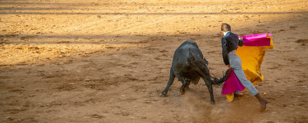 Teenager vesrus bull at bullfighting scene in Salamanca city, Spain