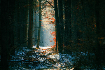 The sun's rays illuminate the path in the snow-covered forest.