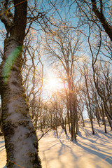 A magnificent forest in the winter season