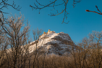 A magnificent forest in the winter season