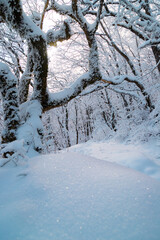 A magnificent forest in the winter season