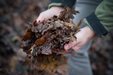 Hands Holding Sample Tray of Dry Brown Fallen Leaves at Compost and Fermentation Site
