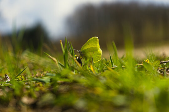 Butterfly (Common Brimstone) on the grass.
